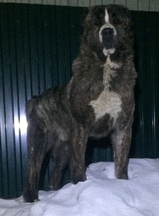 Вязка САО (Алабай)