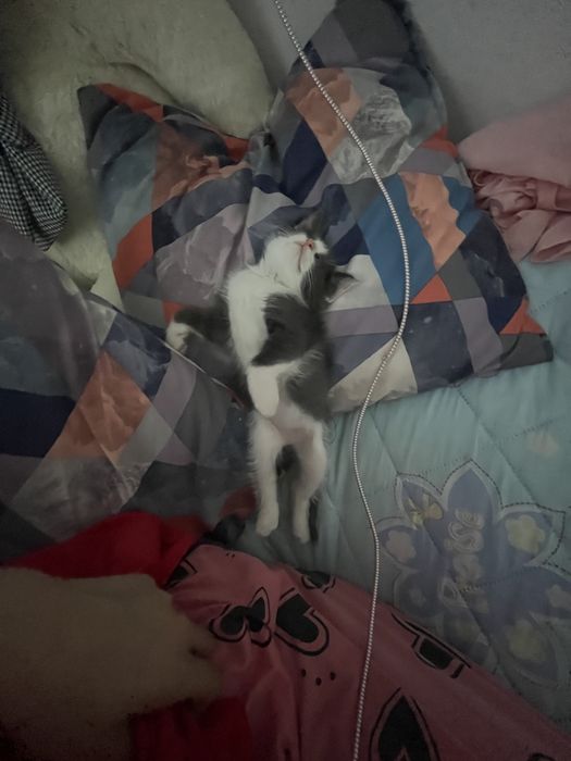 Кошка мысық моти