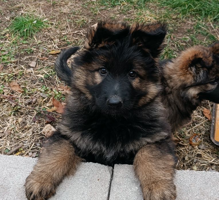 Немецкая овчарка.