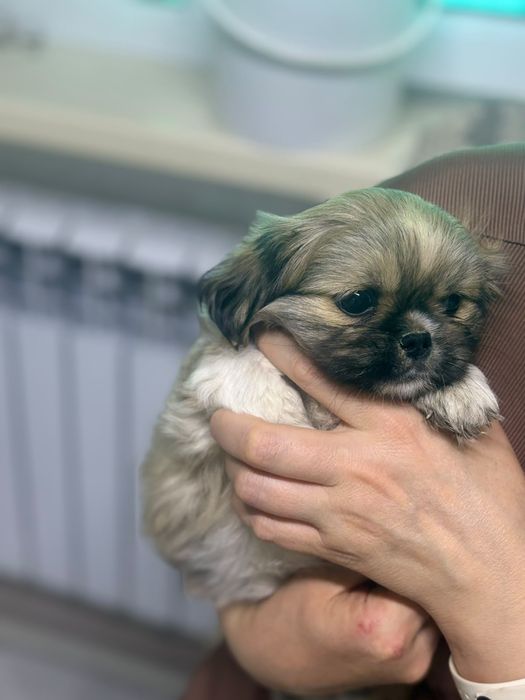 Продаются  щенки пекинеса.