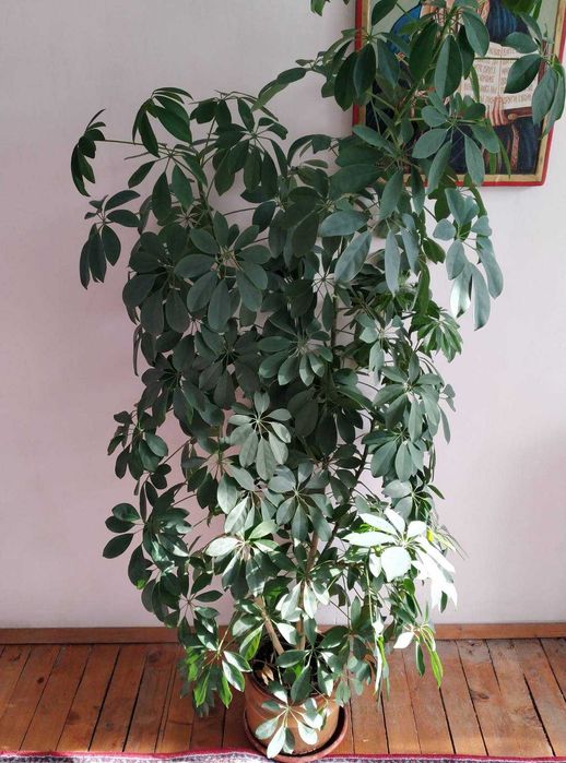 Шефлера - декоративно растение с височина 170 см и много стъбла