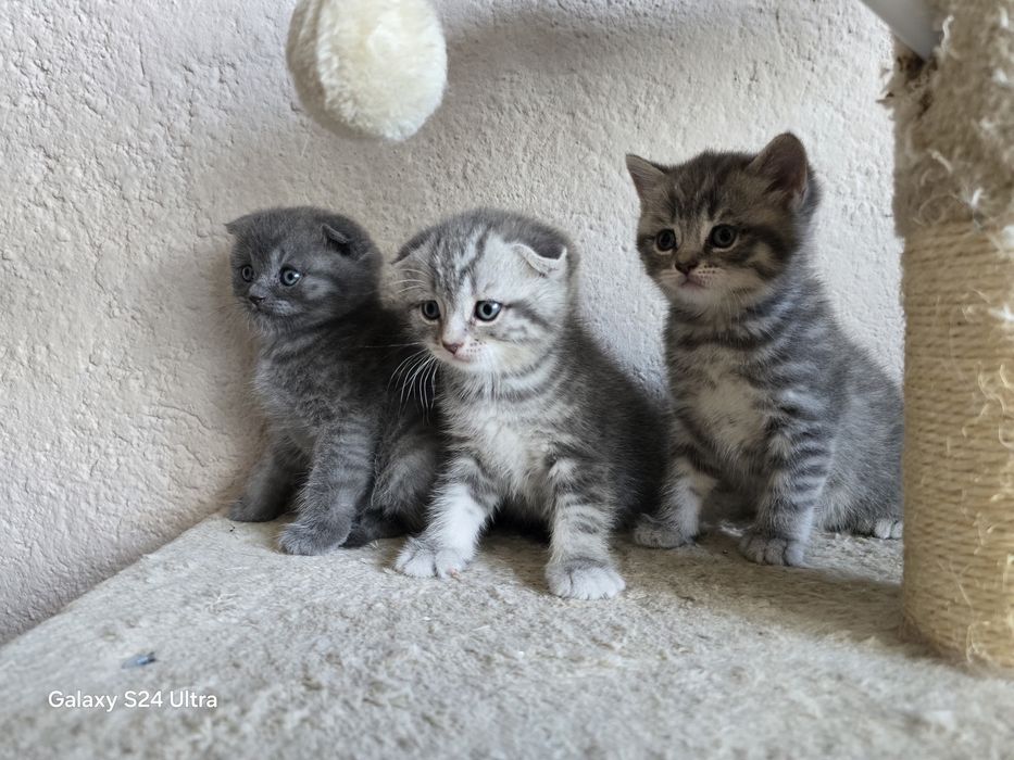 Чистокръвни Шотландски клепоухи котета