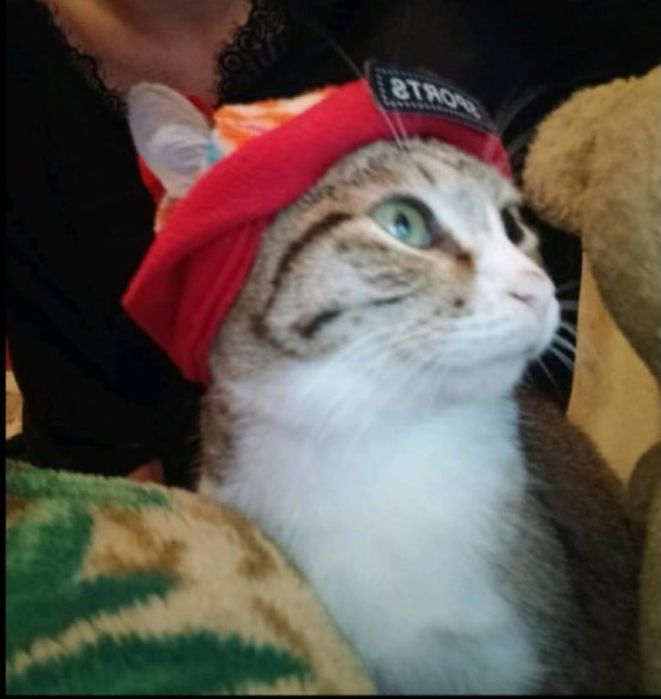 Потерялся кот, просьба вернуть за вознаграждение