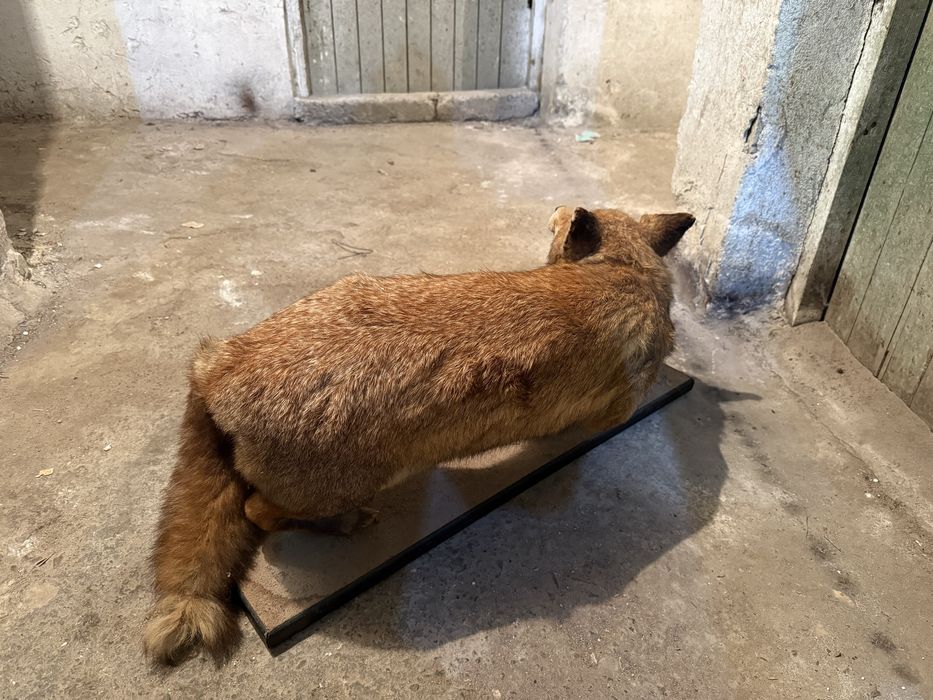 Продавам препарирана лисица