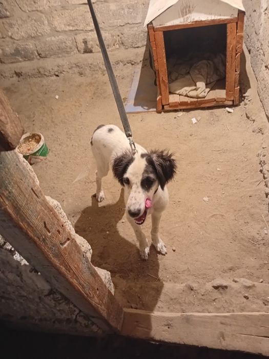 Тазы кушик сатылады прадаетса щенок тазы