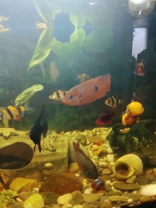 Срочно продам аквариум