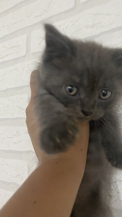 Котята британцы .