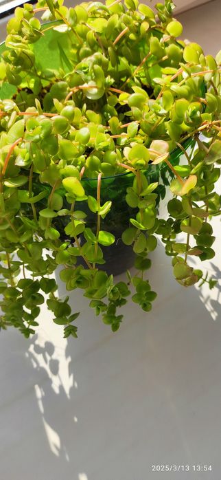 Продам  молодые суккуленты