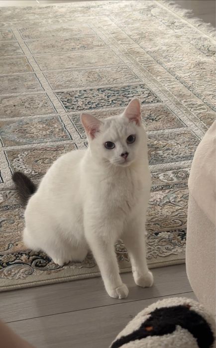 Отдам кота-мальчик