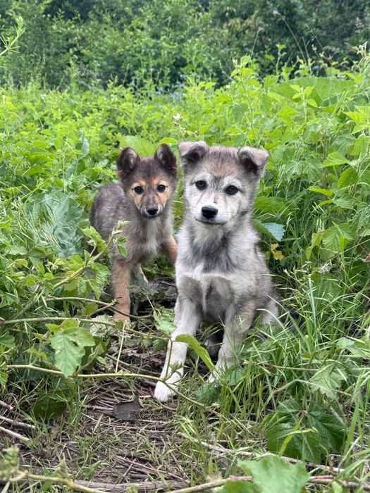 Малышам нужен шанс на жизнь ,