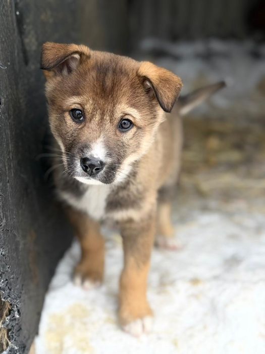 Отдам бесплатно щенков