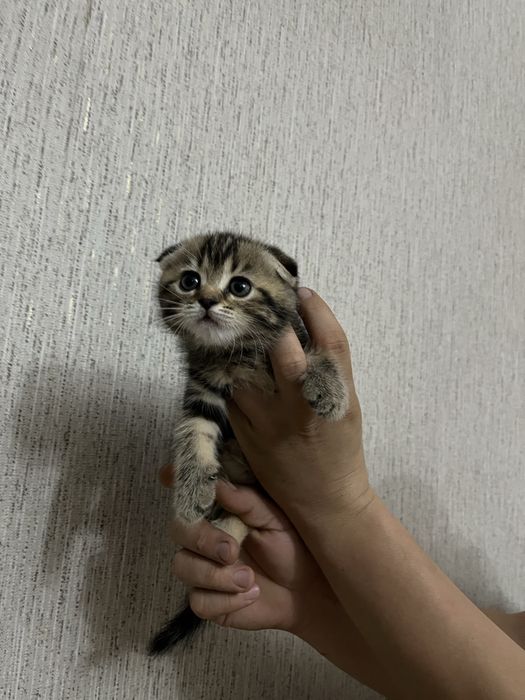Котенок и родители. Породистые.