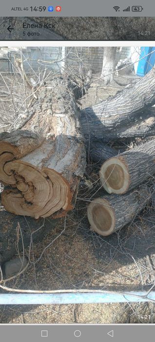 Бесплатно спиленные деревья  на дрова