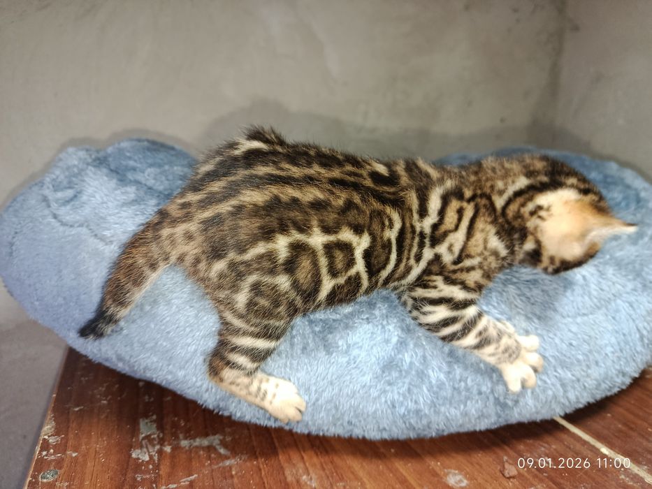 Бингали продаётся срочно