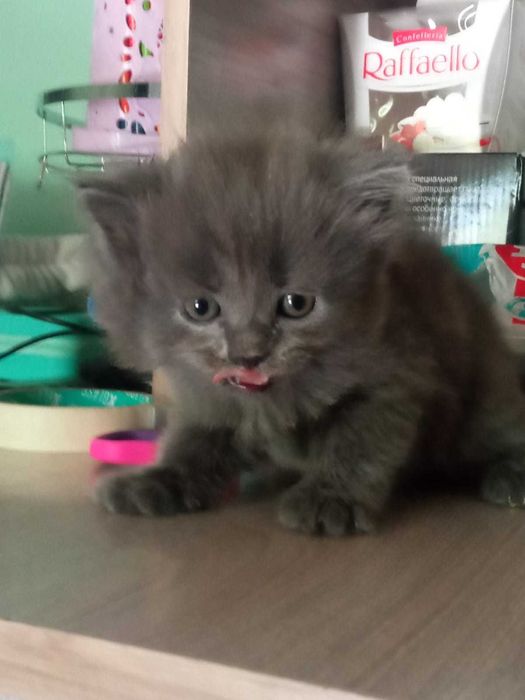 Отдам котят в хорошие руки ,