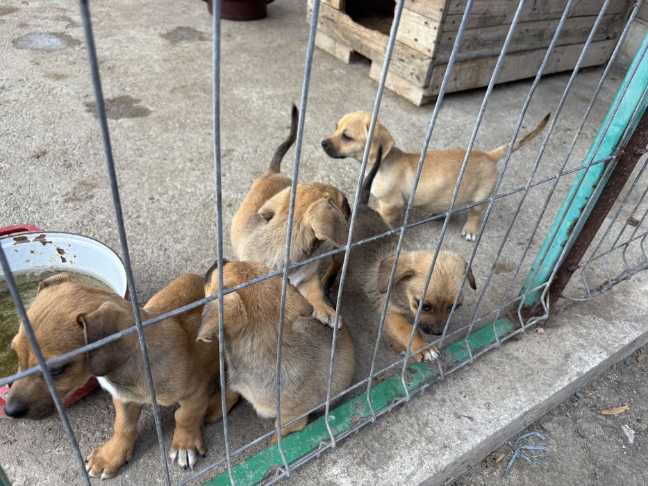 Donez cățeluși adorabili