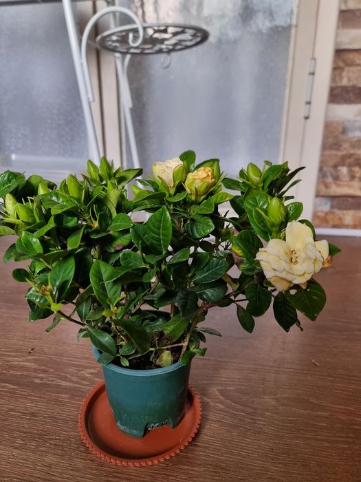 СКИДКА Гардения Ароматний Gardeniya daraxt guli Ichi to'la g'unchalar