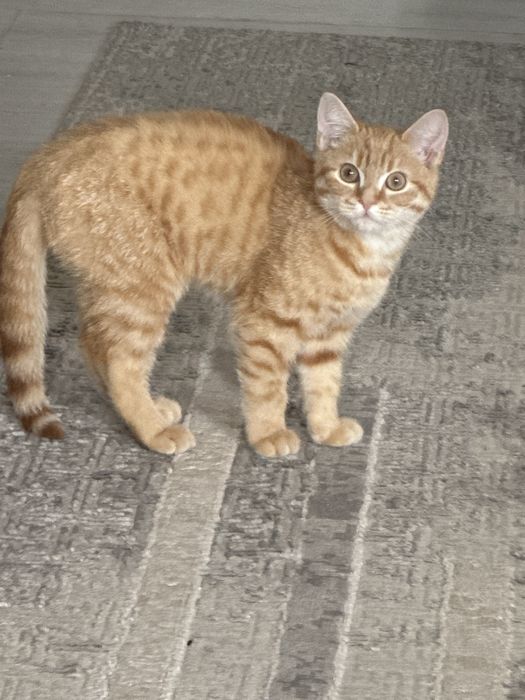 Уй мысығы 6 айлык, ұл