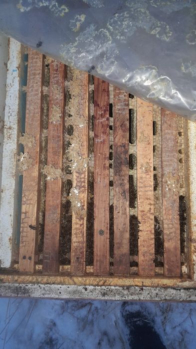 Пчёлы, пчелопакеты