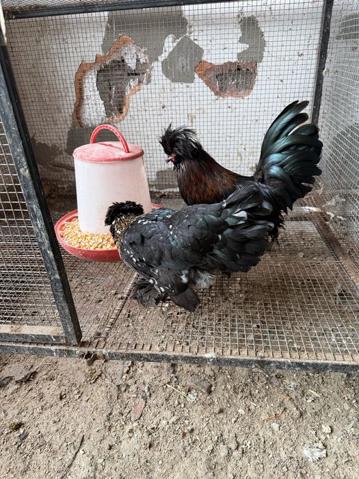 Султанка пара несутся