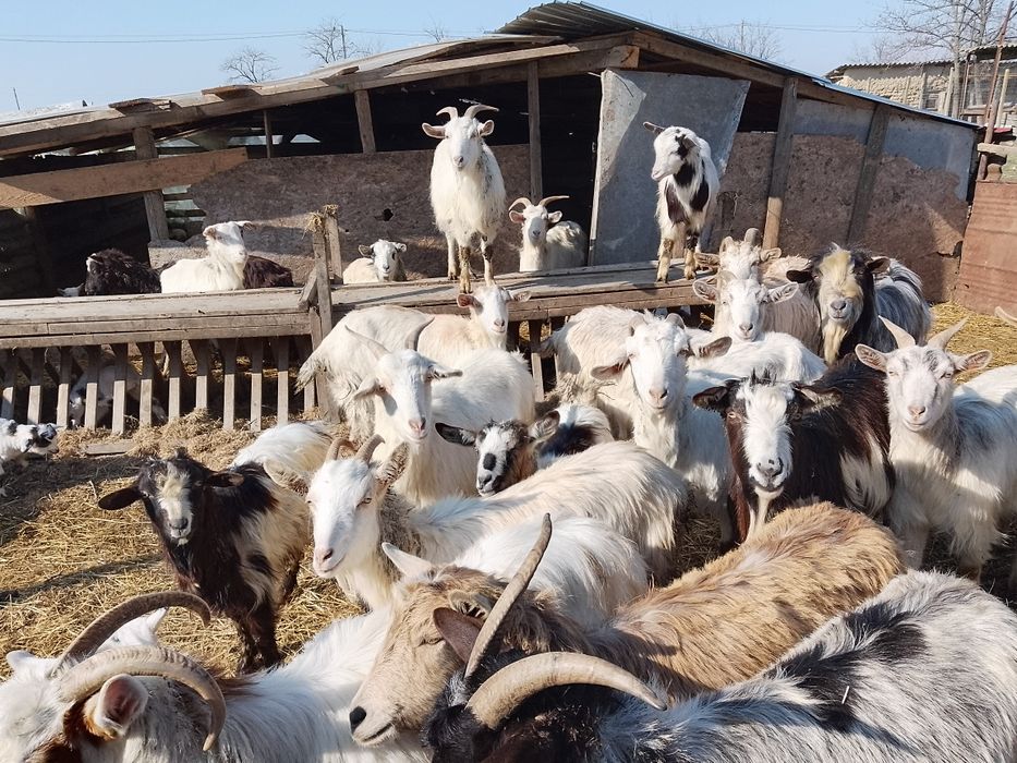 Vând capre cu iezi, preț negociabil