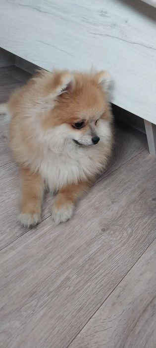 Продам помиранского шпица