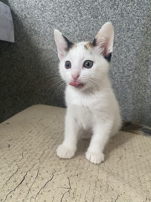 котенка котенкаа