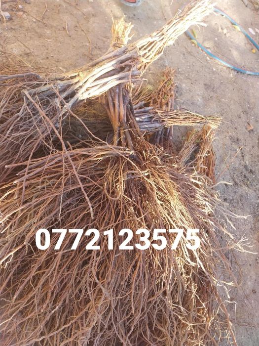 Butasi vita de vie hibrid