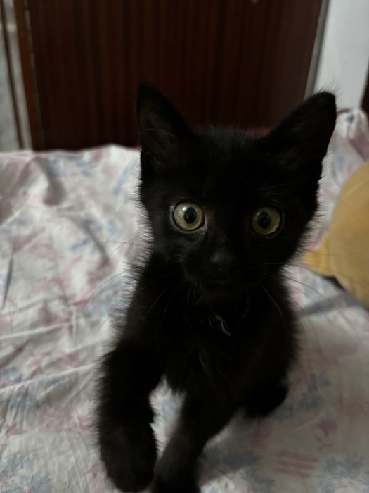 Срочно отдам котят в добрые руки