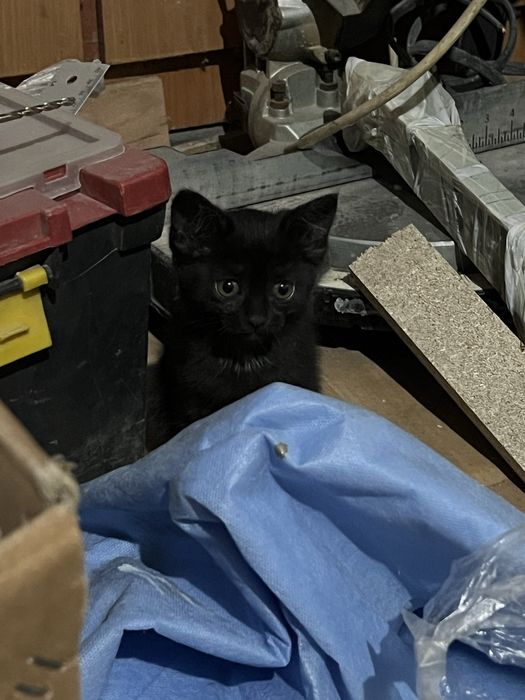 Одтам котёнка в добрые руки