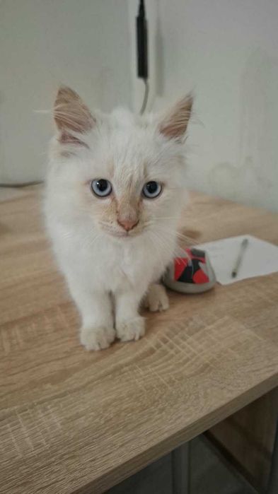 Отдам в добрые руки котенка, мальчик