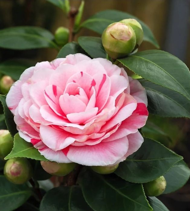 Camelia Japonica la Ghiveci