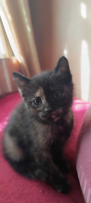 Котята ищут своих людей, котенок