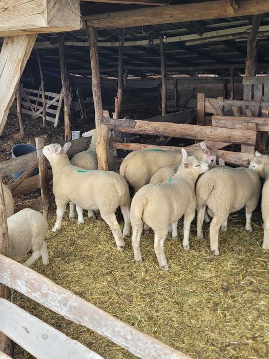 Vand berbecuti si mielute Texel de prasila line Marea Britanie
