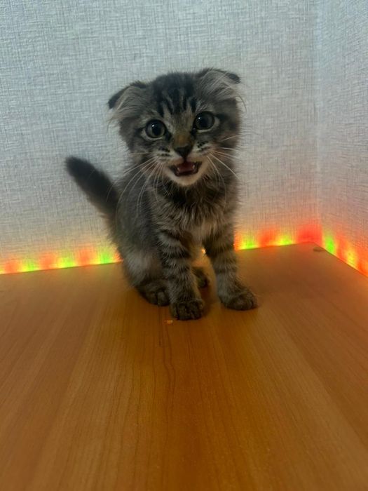 Отдам котенка в добрые руки