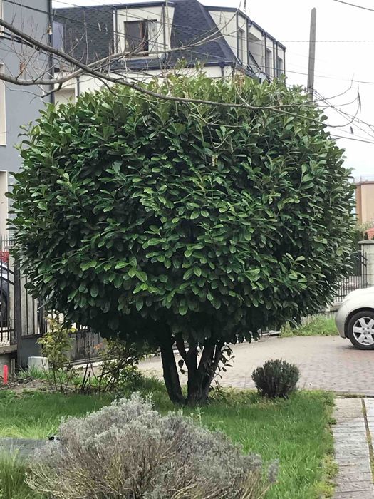 Продавам лавровишна