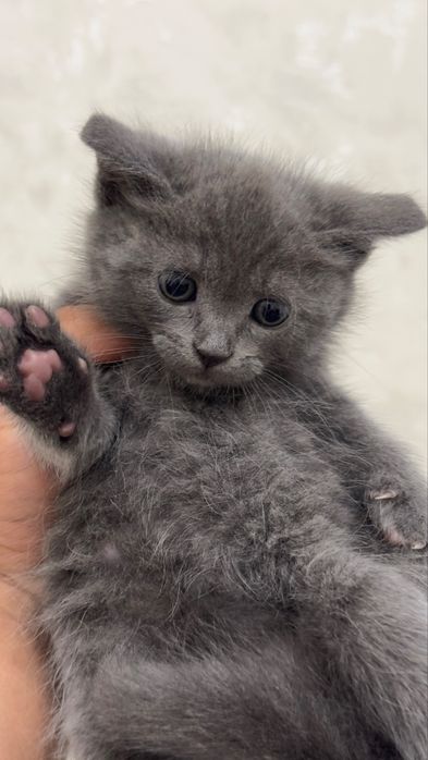 Продаются котята шотландские фолды