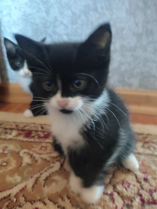 Отдам котят, в добрые руки