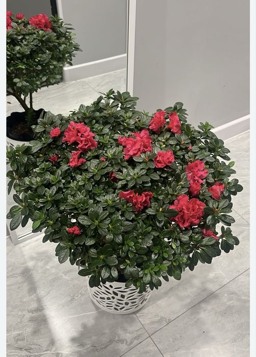 Азалия цветы в наличии