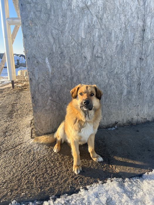 Пропал собака.