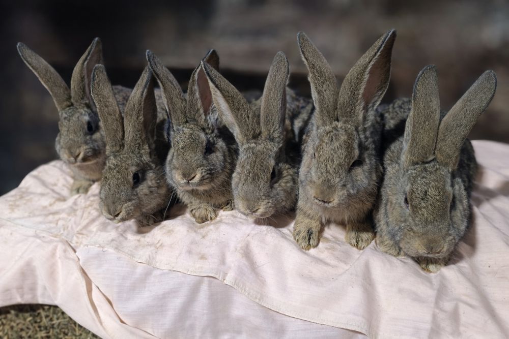 Uriaș german 2 masculi