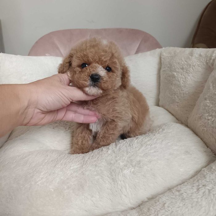 малтипу -момче и момиче