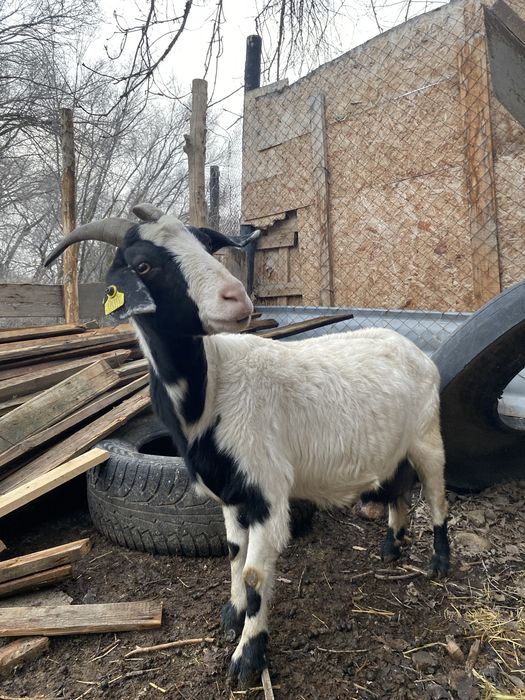 Баран коза козлы