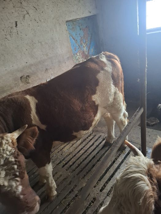 Taur de vanzare motat