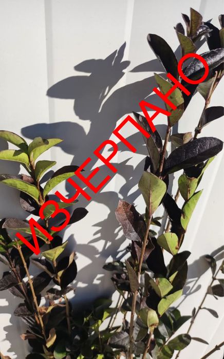 Жив плет - Лигуструм РАЗСАД