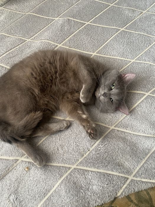 Отдам кота в добрые руки