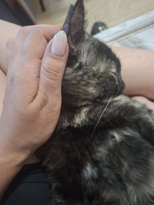 Коте Ари търси своя нов дом