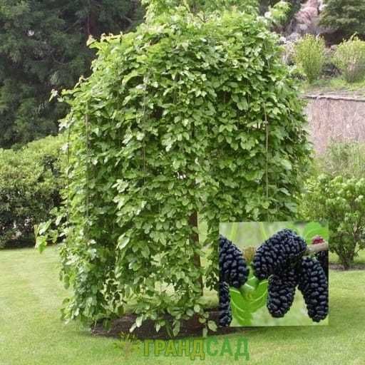 Саженцы шелковицы