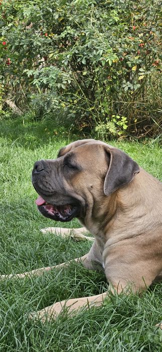 Cane corso mascul
