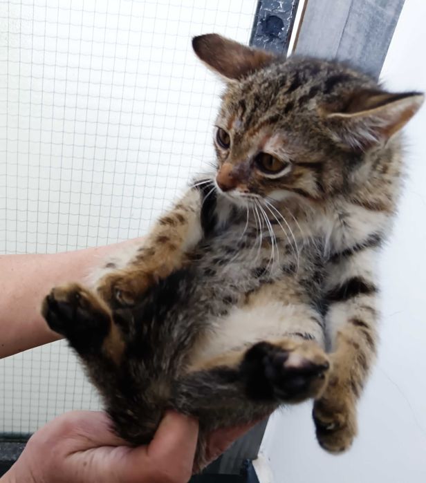 Подарявам малко котенце